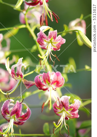 Red Kanoko Yuri Red Kanoko Yuri 5313817