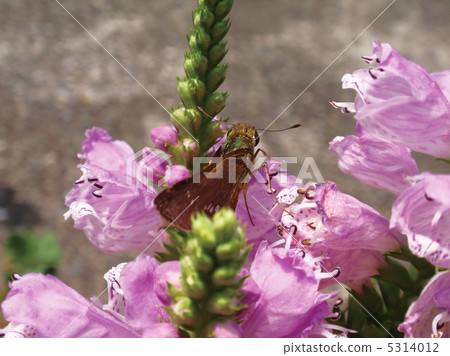 Hanatraneo and Ichimon dyseri Butterfly Hanatraneo and Ichimon dyseri Butterfly 5314012