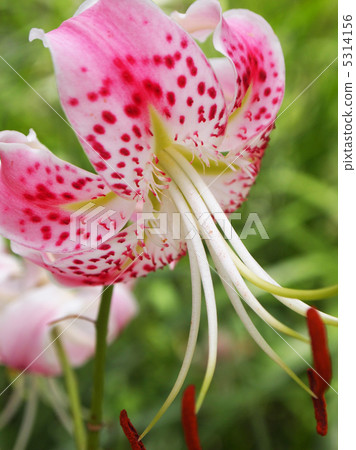 鹿子百合 鹿子百合 5314156