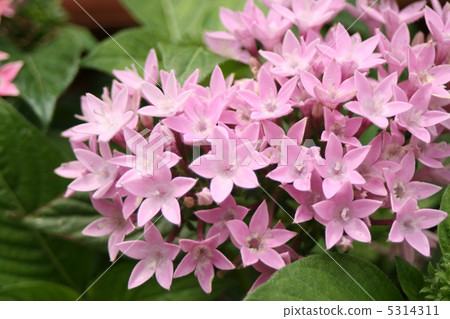 五硫化二磷 5314311