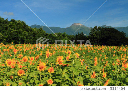 sunflower sunflower 5314404