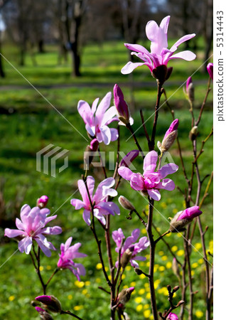 Blooming magnolia Blooming magnolia 5314443