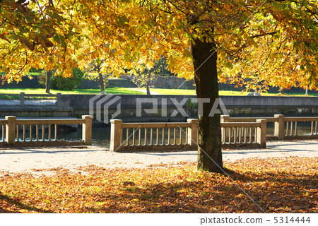 Autumn in park Autumn in park 5314444
