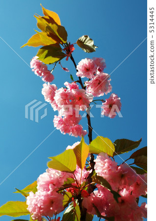 Flowering cherry tree Flowering cherry tree 5314445