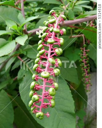 Yoshishi Yamagobou（山羊牛肉苧麻） 5314518