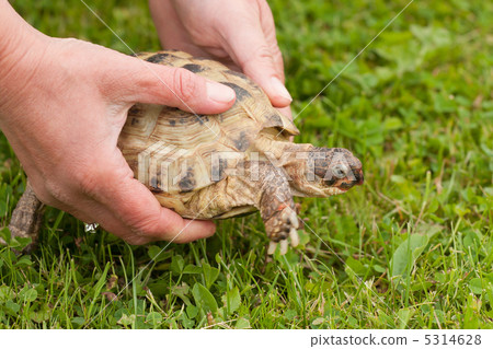 Female hands holding turtle Female hands holding turtle 5314628