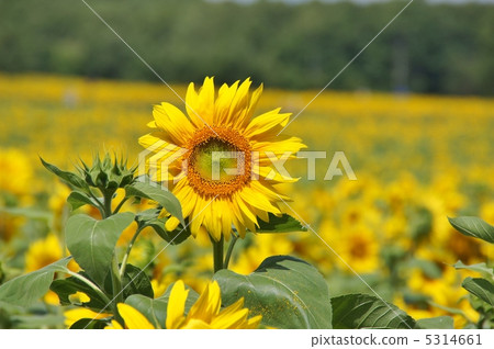 向日葵領域夏天 5314661
