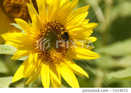 向日葵領域夏天 5314672