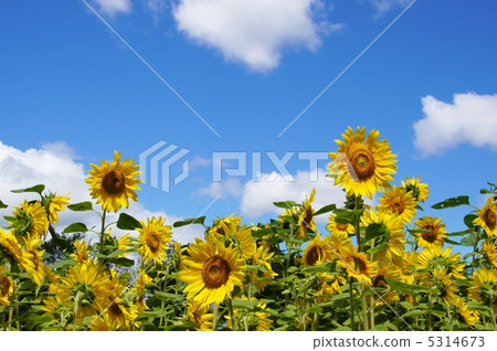 向日葵領域夏天 5314673