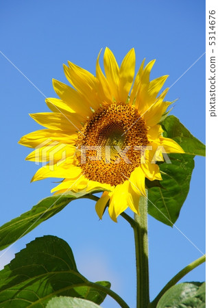向日葵領域夏天 5314676