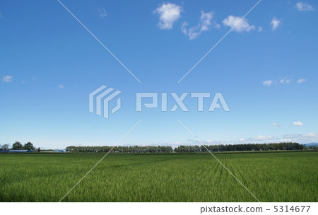 Extensive rice field 5314677