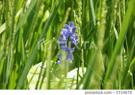 Purple flowers in rice field 5314678