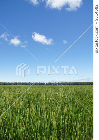 Extensive rice field Extensive rice field 5314682