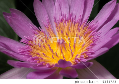 Purple water lily. Purple water lily. 5314783