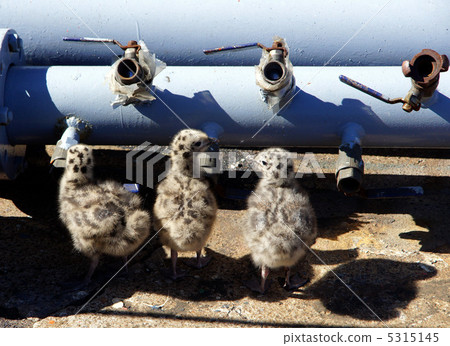 Three nestlings and pipes Three nestlings and pipes 5315145