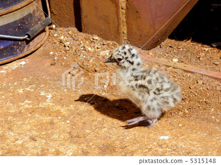 Nestling of the seagull Nestling of the seagull 5315148