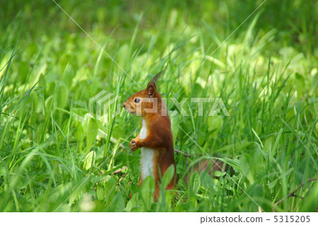 Squirrel Squirrel 5315205