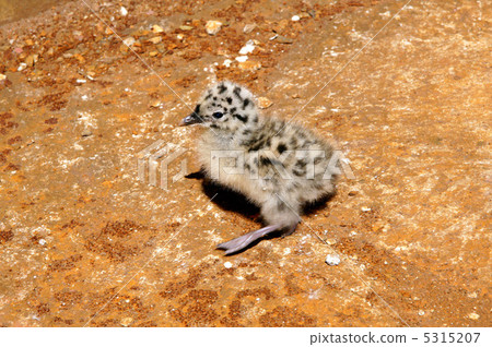 Nestling of the seagull Nestling of the seagull 5315207