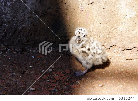 Nestling of the seagull Nestling of the seagull 5315244