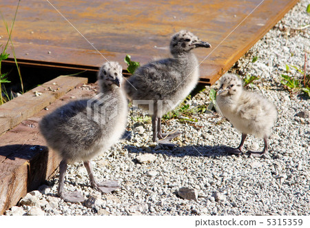 Nestlings of the seagull Nestlings of the seagull 5315359