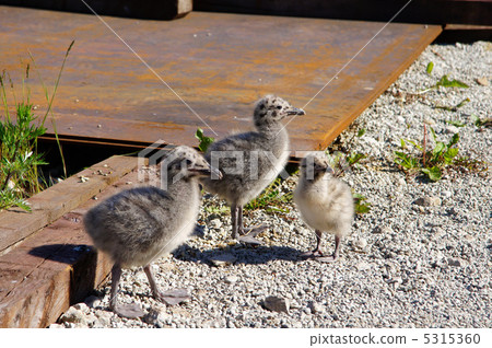 Three nestlings Three nestlings 5315360