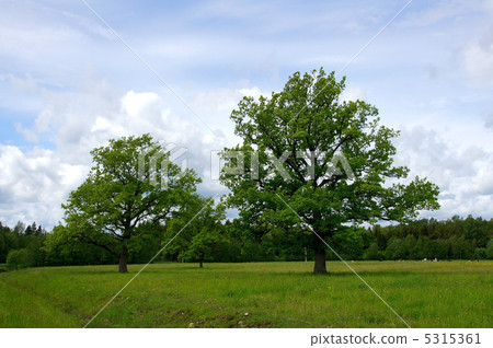 Two trees Two trees 5315361