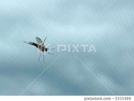 Mosquito Mosquito 5315369