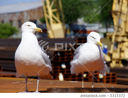 Two seagulls 5315372