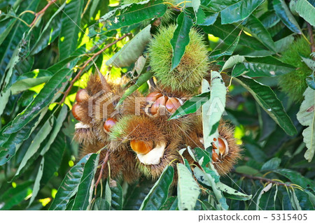 丹波板栗 5315405