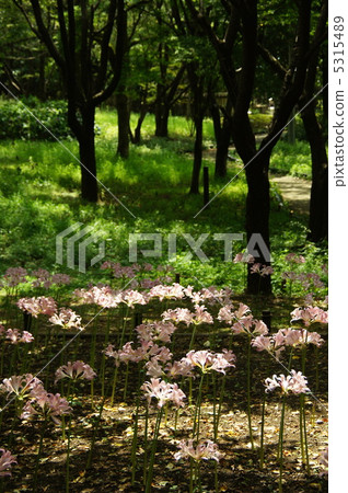 August Natsuisen, Higanbana 46 August Natsuisen, Higanbana 46 5315489