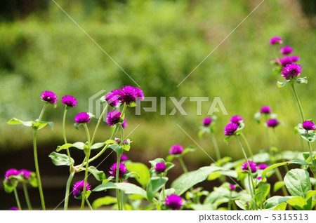 August Sennichi-ku · Hiyaceae 29 5315513