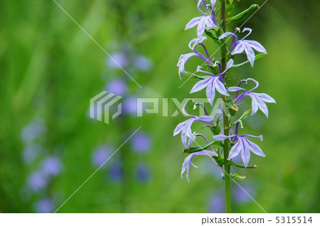 八月Sawakibana·家庭03 八月Sawakibana·家庭03 5315514