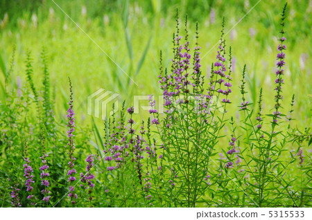 August Ezomisohagi · Miso Hagi 44 5315533