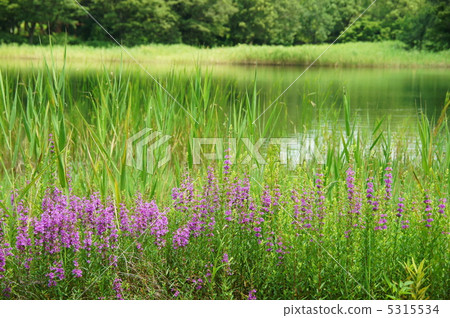 August Ezomisohagi · Miso Hagi Department 43 5315534