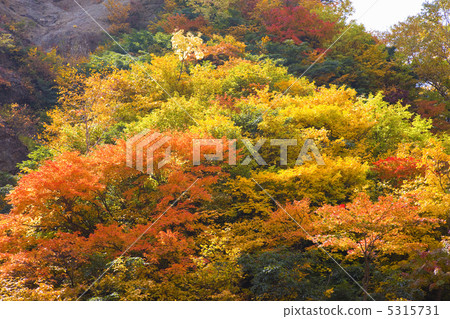 Autumn leaves Autumn leaves 5315731