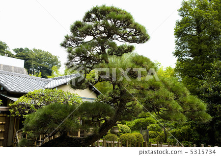Pine tree Pine tree 5315734