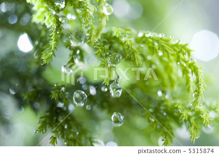 Rain image Rain image 5315874