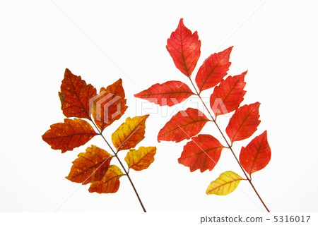 鹽膚木 鹽膚木 5316017