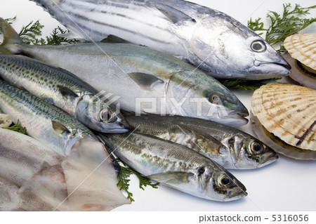 鮮魚 5316056