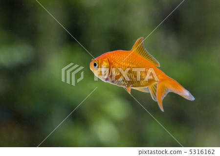 金魚 5316162