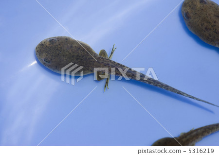 Tadpoles Tadpoles 5316219