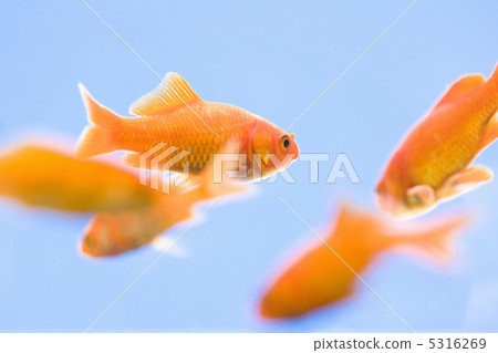 金魚 5316269