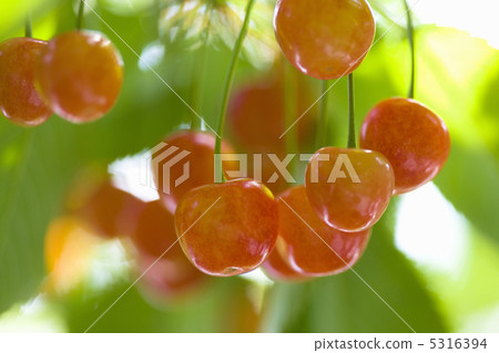 Cherries 5316394