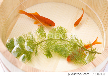 金魚 金魚 5316431