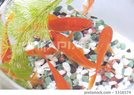 魚缸 魚缸 5316574