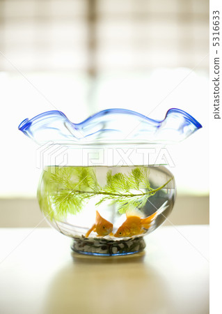 Goldfish   5316633