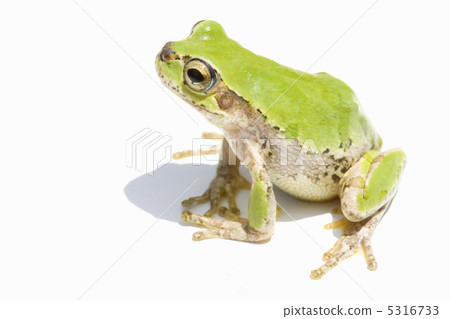A frog 5316733