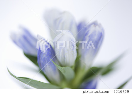 Gentian 5316759