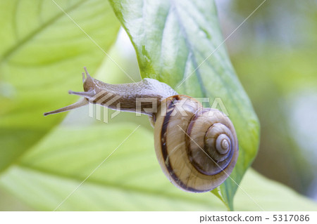 snails snails 5317086