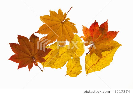 Autumn leaves 5317274